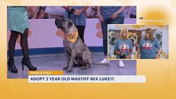 Paws & Pals: Luke, 2-year-old mastiff mix, is looking for his forever home News Clip