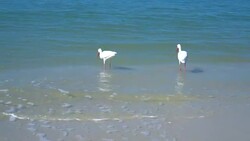 4K American White Ibis feeding on the beach in Florida Stock Footage