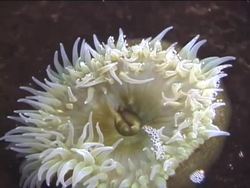 Simple Animals: Summing Up Instructional Video