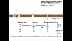 Biosynthesis of Peptidoglycan in Bacteria Instructional Video