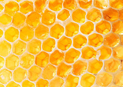 Bees and Their Hives Instructional Video