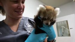 Tiny Red Panda Cub Overcomes Health Issues with a Little Help Instructional Video