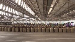 CLEAN : As tobacco burns out, Malawi looks to marijuana News Clip