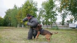 Man in a protective suit running towards his dog and the dog bites him Stock Footage
