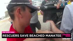 One Good Thing: Rescuers Save Beached Manatee News Clip