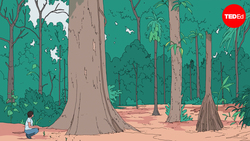 What would happen if the Amazon Rainforest disappeared? | Anna Rothschild Instructional Video
