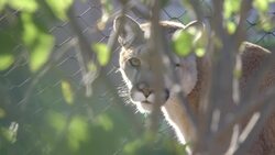 Come and Join These Mountain Lions as They Explore Their New Habitat Instructional Video