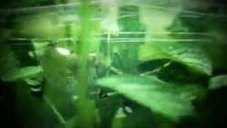 Spiders: Adaptations, Behaviors, and Life Cycle Instructional Video