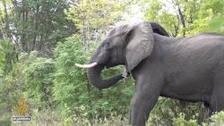 Zimbabwe elephant tracking: Keeping elephants in protected areas News Clip
