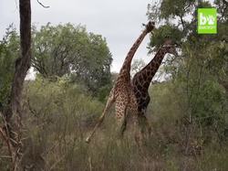Angry Giraffes Fight Over Female: SNAPPED IN THE WILD Instructional Video