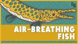 Meet the Air-Breathing Fish with Poisonous Eggs Instructional Video
