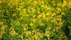 Spring field of small yellow flowers of Galphimia. Evergreen shrub of star-shaped Golden Thryallis glauca. Ornamental bloom in natural sunlight of Gold Shower. Summer meadow background, soft focus. Stock Footage