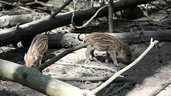 group of baby wild boar stray through the forest. Squeakers Stock Footage