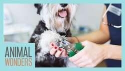 Do I Need To Trim My Pet's Nails? Instructional Video