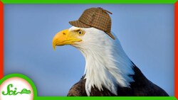 We Solved the Mystery of the Dying Birds Instructional Video