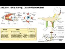 Cranial Nerve VI - Abducent Nerve | Origin, Structure, Pathway & Function Instructional Video