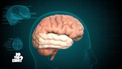 The Animal Within: Uncovering Human Instincts Instructional Video