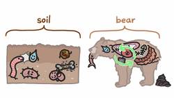 Is Soil Alive? Instructional Video
