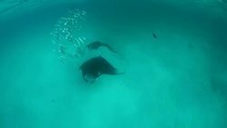 Manta Rays in Hanifaru bay, Maldives Stock Footage