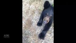 #TheMoment a bear cub was freed from a plastic container News Clip