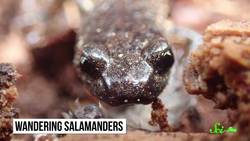 Aquatic Animals That Live in Trees Instructional Video