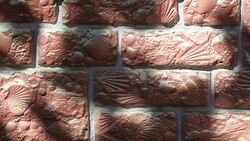 Wall sea shell textured hd footage Stock Footage