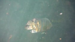 Underwater at Cenote in the Yucatán Peninsula, Mexico Stock Footage