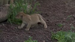CLEAN : Two rare six-week-old Asiatic lion cubs play at Jerusalem Zoo News Clip