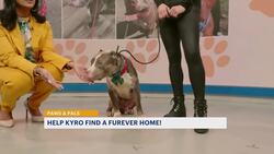 Paws and Pals: Kyro wants a home for the holidays News Clip