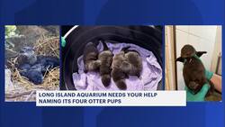 Long Island Aquarium opens poll to name 4 baby otters News Clip