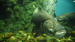 freshwater fish Stock Footage