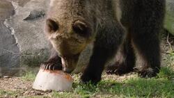 Zoo Animals Munch on Frozen Treats to Keep Cool in the Summer Instructional Video