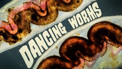 We Have No Clue Why These Worms Like To Dance Instructional Video