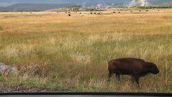 Life Cycle Models Instructional Video