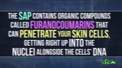 The Oversized Invasive Carrot That Can Give You Third Degree Burns Instructional Video