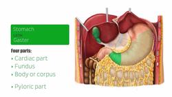 Organs of the digestive system Instructional Video