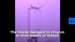 How do lizards survive hurricanes? Scientists use leaf blower to find out News Clip