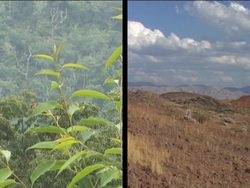 Contrasting the Deciduous Forest and Desert Biomes Instructional Video