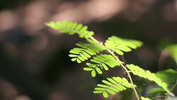 The Five Major Mass Extinctions: Earth's History of Biodiversity Loss Instructional Video