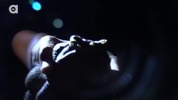 The Cane Toad Challenge! - Searching for Giant Toads Instructional Video