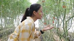 farm worker harvetsing tomatoes from organic garden Stock Footage