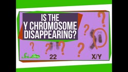 Is the Y Chromosome Disappearing? Instructional Video