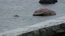 B.C. expecting relatively warm temperatures this winter News Clip