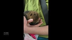 #TheMoment a teen saved a baby beaver struggling in a river News Clip