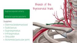 Maxillary artery Instructional Video