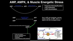 Exercise Physiology | AMP, AMPK, & Energetic Stress Instructional Video