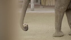 Cancer in Elephants? It Doesn’t Happen That Often Instructional Video