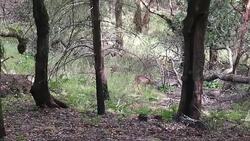 Shiloh Ranch Regional California. Stock Footage