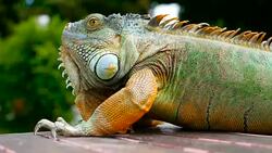 Sleeping dragon. Close-up portrait of a resting vibrant Lizard. Selective focus. Green Iguanas are native to tropical areas of Mexico, Central America, South America, and the Caribbean Stock Footage