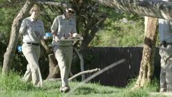 Cheetah Cubs Celebrate Their First Birthday With Some Savory Ice Cakes Instructional Video